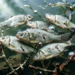 soñar con peces muertos